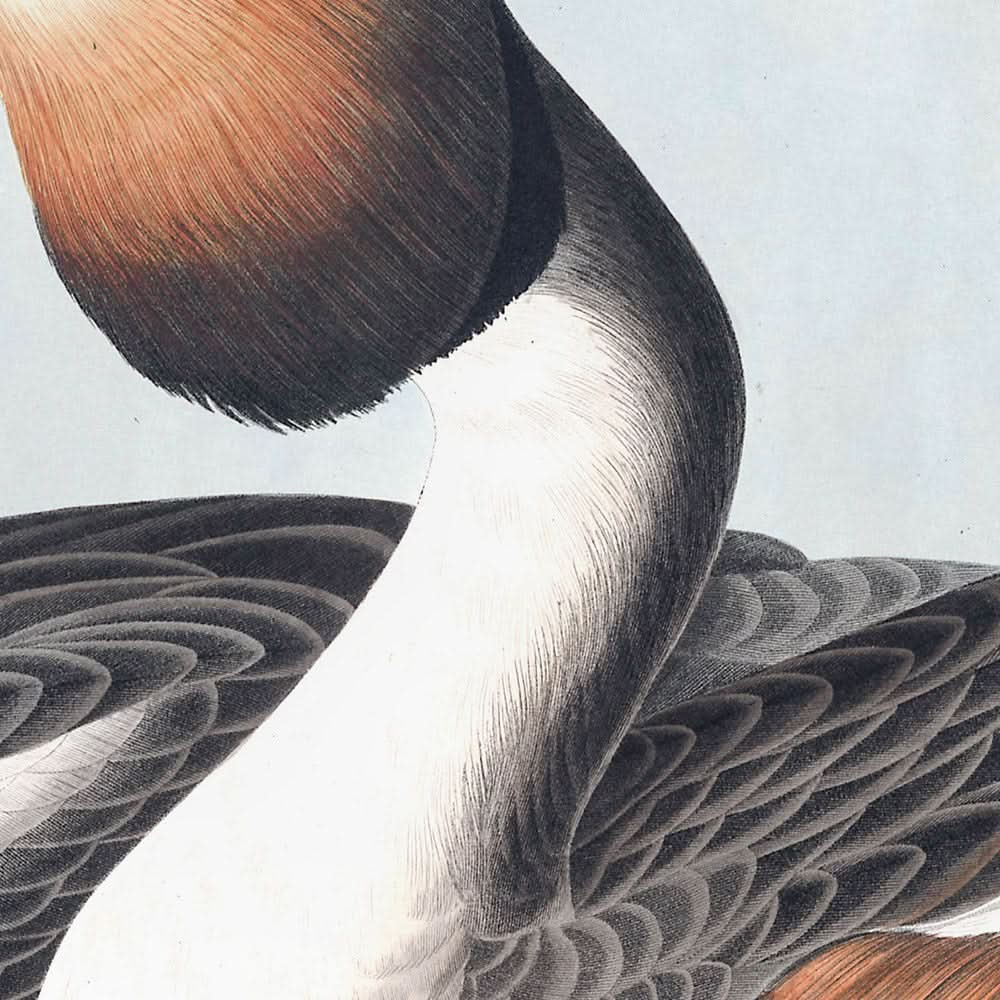 Zampullín lavanco, por John James Audubon, 1827