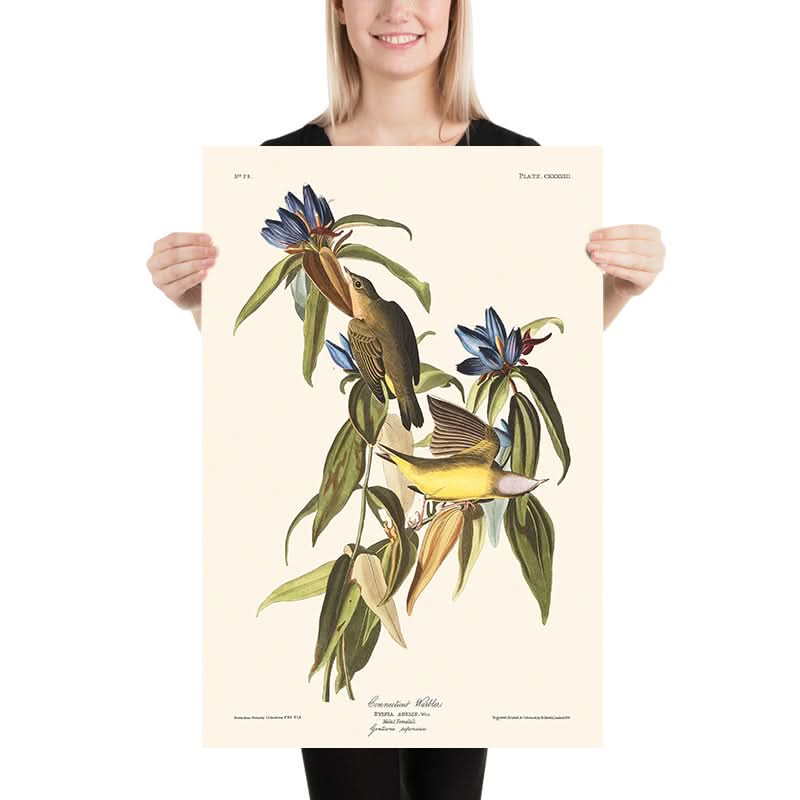 Warbler del Connecticut di John James Audubon, 1827 