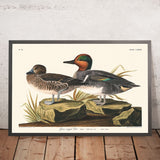 Green Winged Teal by John James Audubon, 1827
