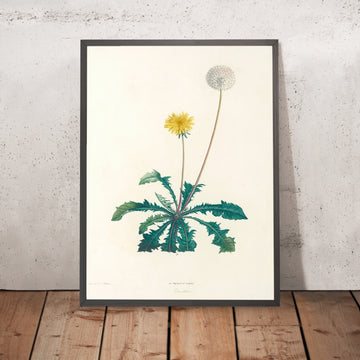A framed image of Dandelion (Plate 35) by Pierre Joseph Redouté, 1805