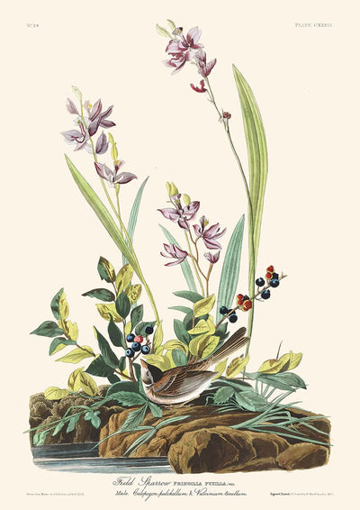 Field Sparrow by John James Audubon, 1827