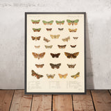 Moths (Heterocera, Plate 23) by Frederick DuCane Godman, 1879
