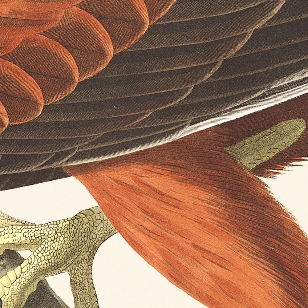 Louisiana Hawk von John James Audubon, 1827 