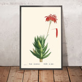 Mitra Aloe de Pierre-Joseph Redouté, 1802