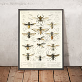 True Flies (Diptera, Plate 21) by Frederick DuCane Godman, 1879