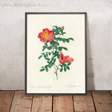 Eglantine Rose (Rosa eglanteria sub rubra) by Pierre Joseph Redouté, 1817