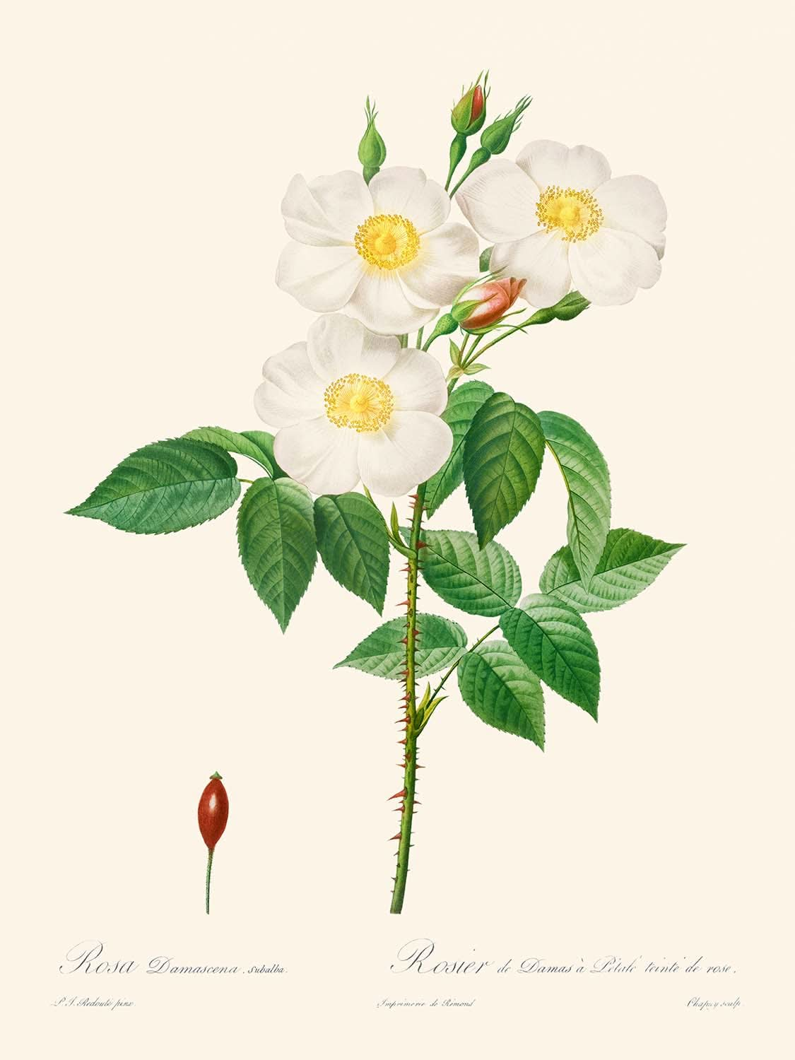 Rosa Damascena, Subalba von Pierre-Joseph Redouté, 1817