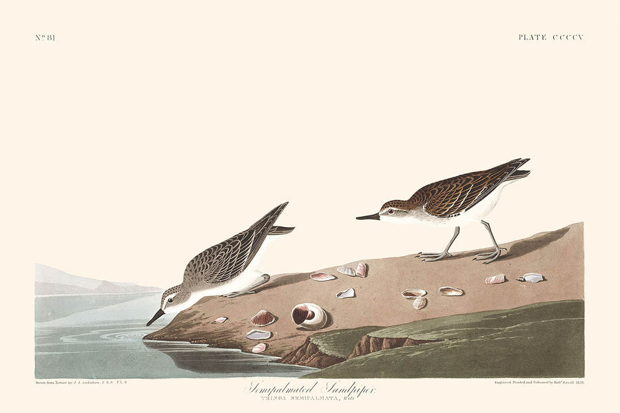 Pettine Semipalmato di John James Audubon 1827 