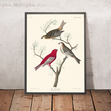 Pine Grosbeak di John James Audubon, 1827 