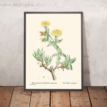 Kanna di Pierre-Joseph Redouté, 1802 