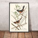 Towee Bunting por John James Audubon 1827 