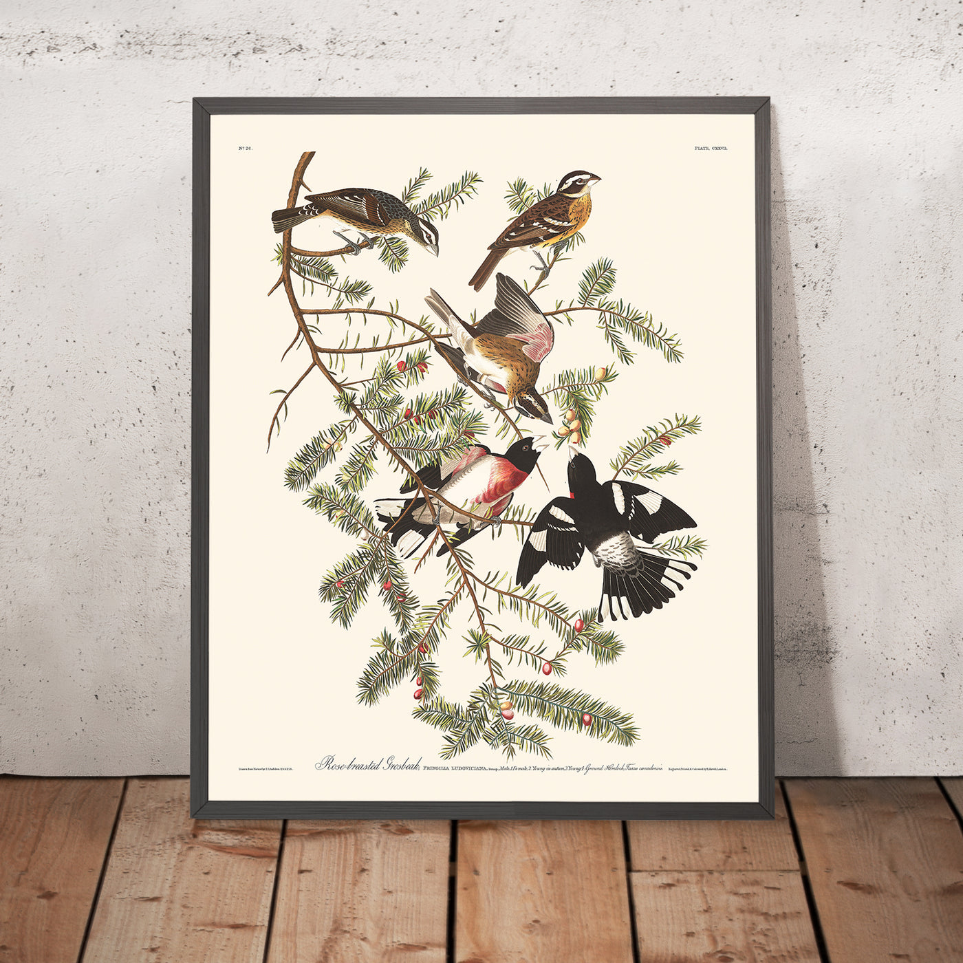 A framed image of Rose-breasted Grosbeak by John James Audubon, 1827