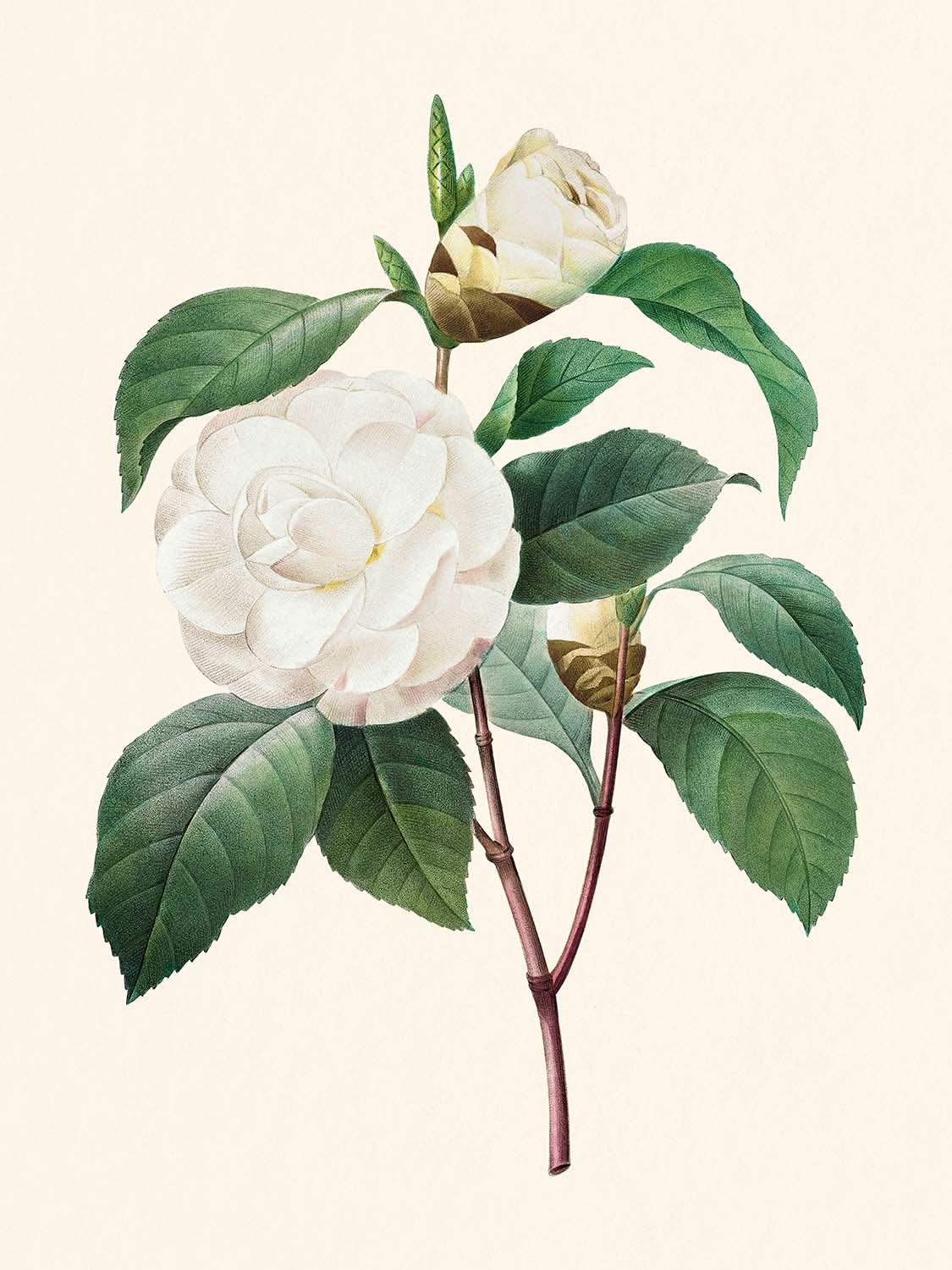 White Camellia by Pierre-Joseph Redouté, 1827