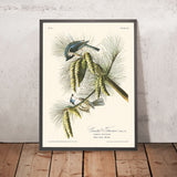 Carbonero crestado, de John James Audubon, 1827