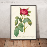 Rosa gallica latifolia by Pierre Joseph Redouté, 1817