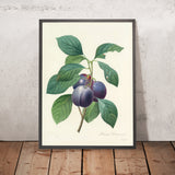 European Plum (Prunus domestica, Plate 83) by Pierre Joseph Redouté, 1827