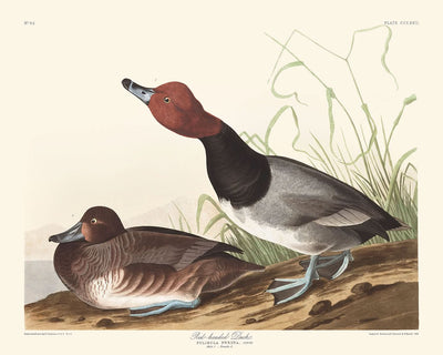 Rotköpfige Ente von John James Audubon, 1827