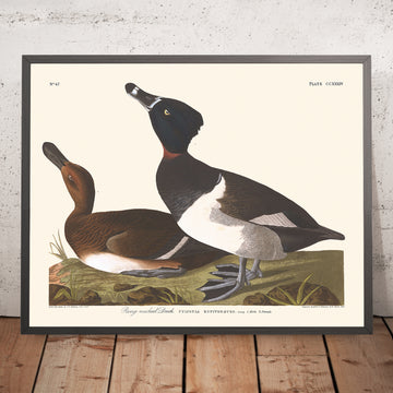 Ein gerahmtes Bild der Ringhalstaucher von John James Audubon, 1827
