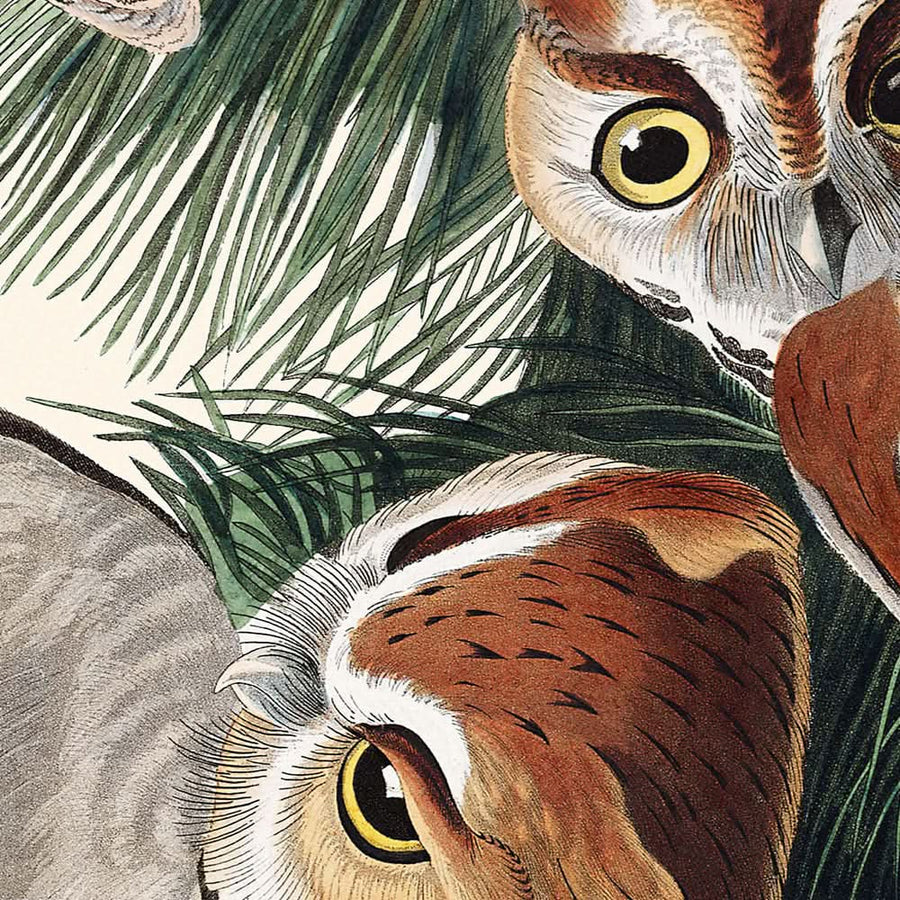 Civetta screech di John James Audubon, 1827 