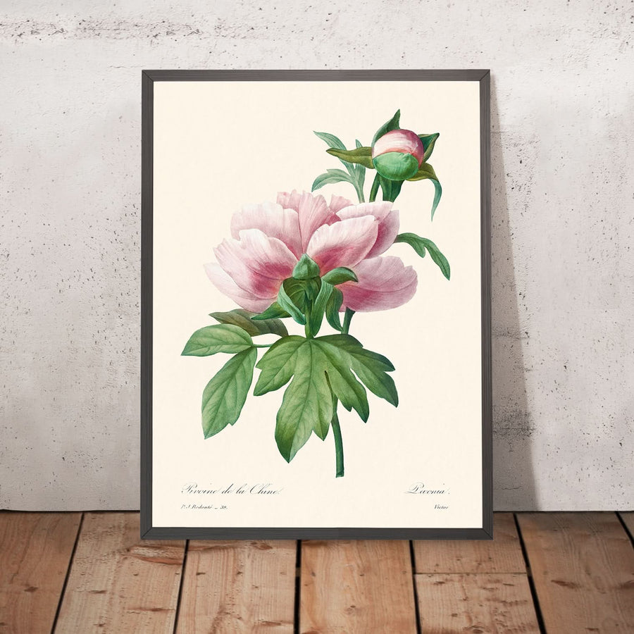 Peonia Rosa di Pierre-Joseph Redouté, 1802 