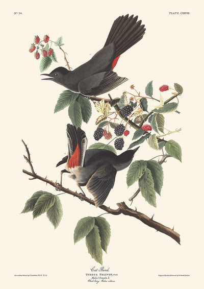 Cat Bird by John James Audubon, 1827