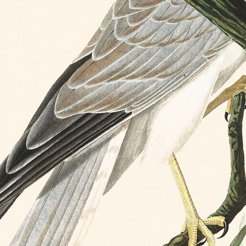 Gavilán de los pantanos, de John James Audubon, 1827