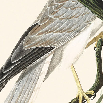 Sumpfbussard von John James Audubon, 1827