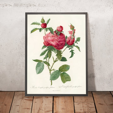 A framed image of Cabbage Rose (Rosa Centifolia Prolifera Foliacea) by Pierre Joseph Redouté, 1817