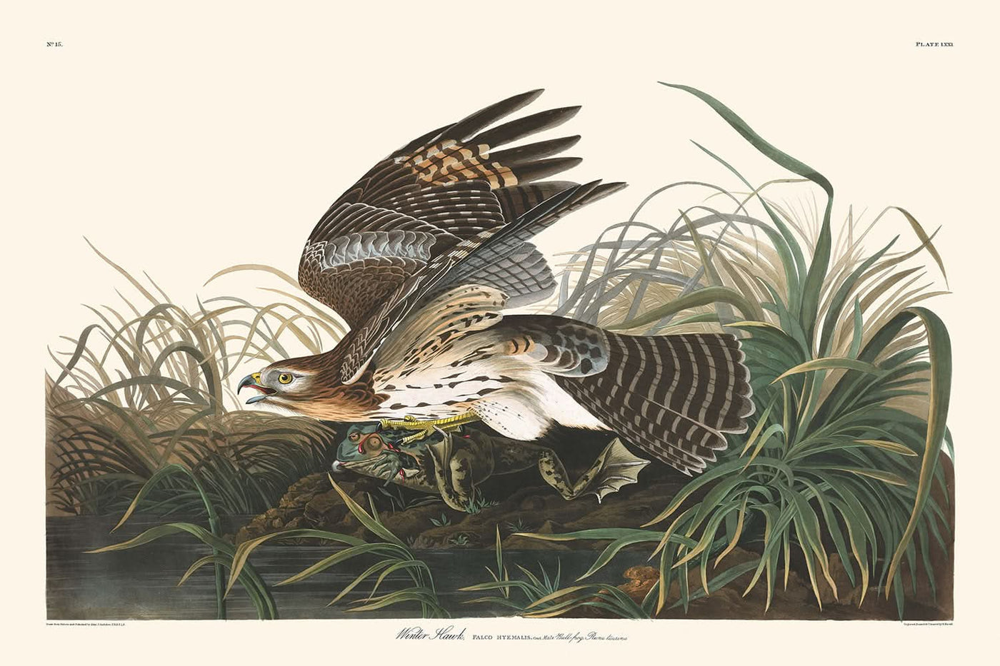 Winter Hawk by John James Audubon, 1827