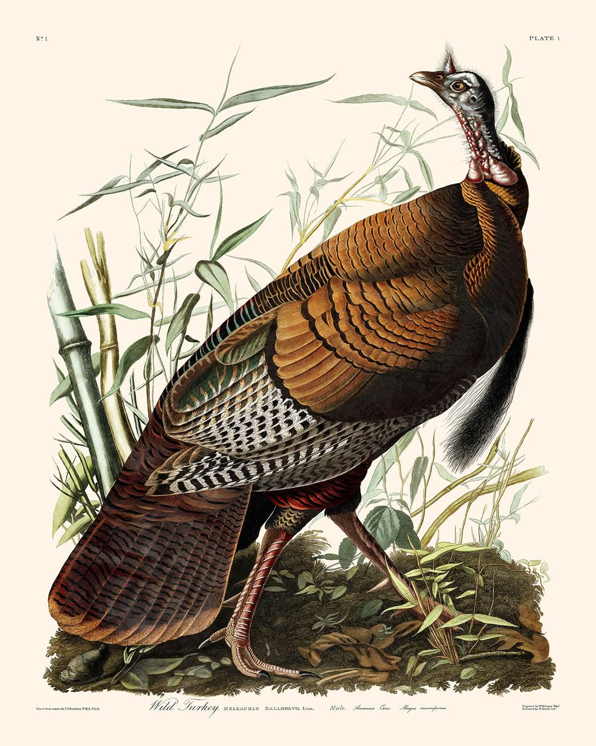 Pavo salvaje, de John James Audubon, 1827