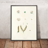 Lathyrus (Plate 15) by Pierre Joseph Redouté, 1805