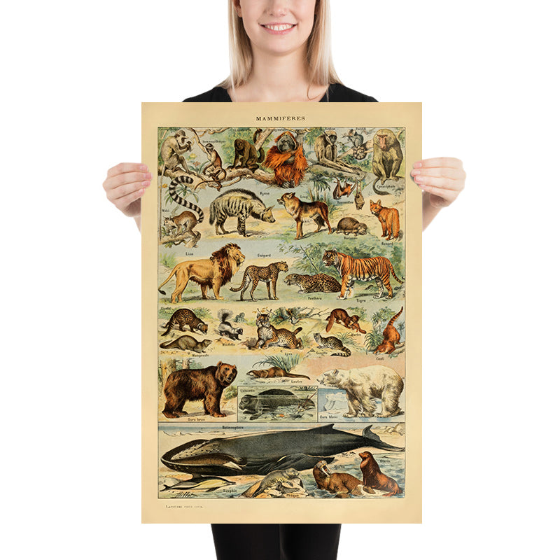 Mammiferi (2) di Adolphe Millot, 1890 - Gatti, Cani, Scimmie, Balene 