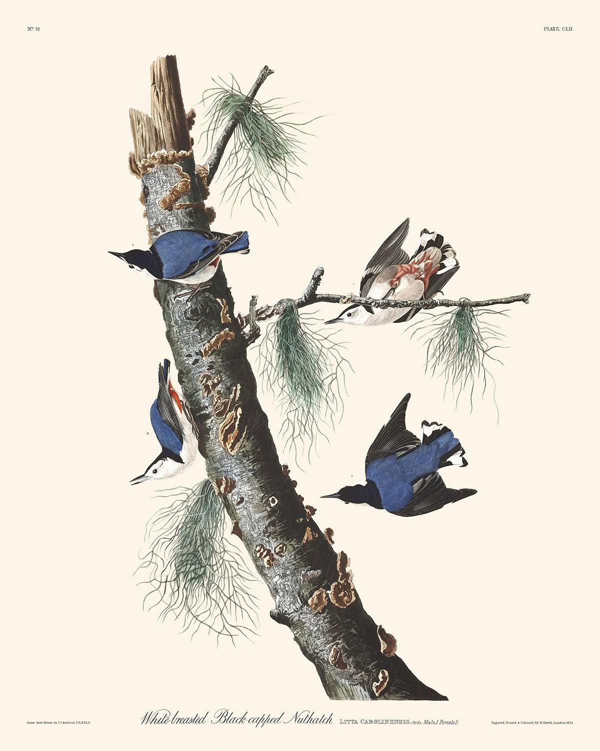 White-breasted Black-capped Nuthatch by John James Audubon, 1827