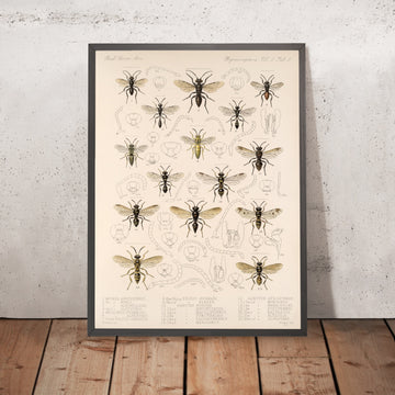 A framed image of 