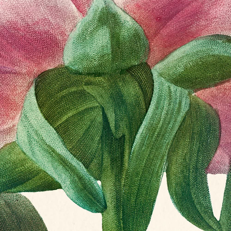 Peonia Rosa di Pierre-Joseph Redouté, 1802 