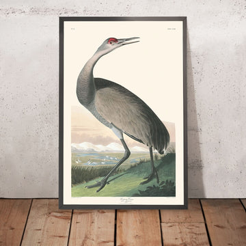 Kranich von John James Audubon, 1827 