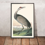 Kranich von John James Audubon, 1827 