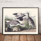 Snipe Semipalmado, o Willet por John James Audubon, 1827 