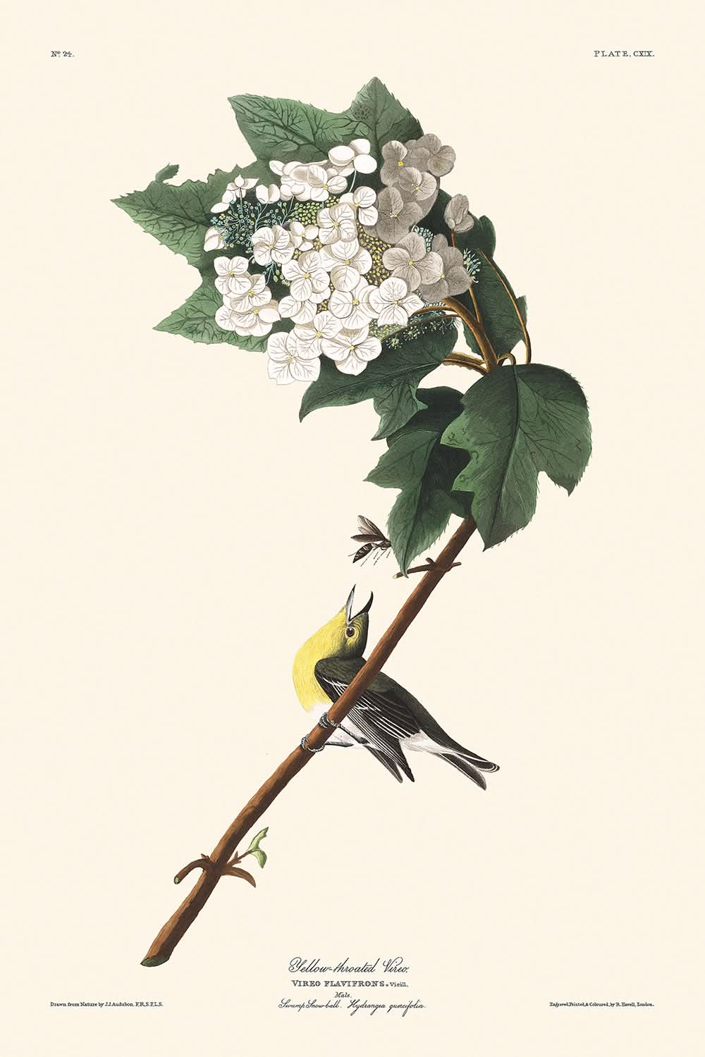 Gelbkehlvireo von John James Audubon, 1827