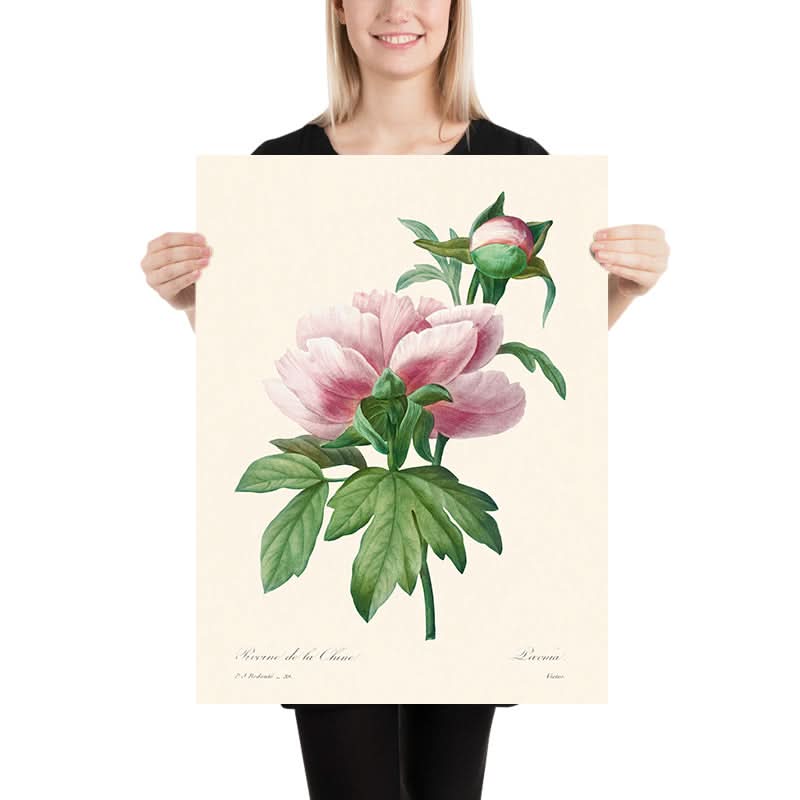 Peonia Rosa di Pierre-Joseph Redouté, 1802 