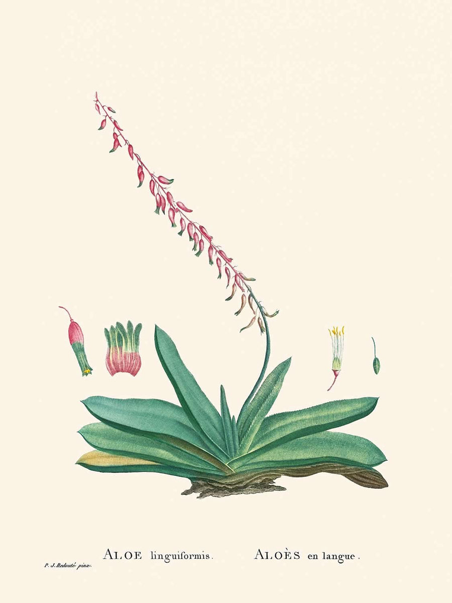 Lingua di vacca di Pierre-Joseph Redouté, 1802 