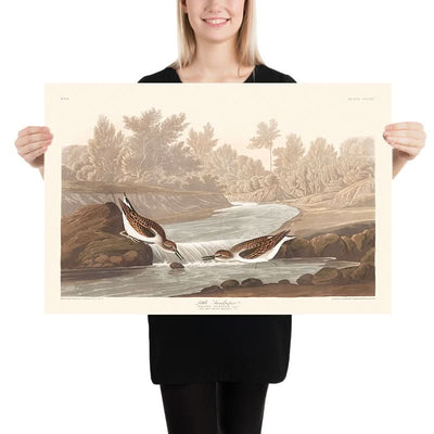 Der kleine Strandläufer von John James Audubon, 1827