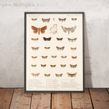 Insecta Lepidoptera-Heterocera (Plate 62) by Frederick DuCane Godman, 1879