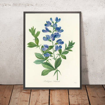 A framed image of Podalyria australis (Plate 77) by Pierre Joseph Redouté, 1827