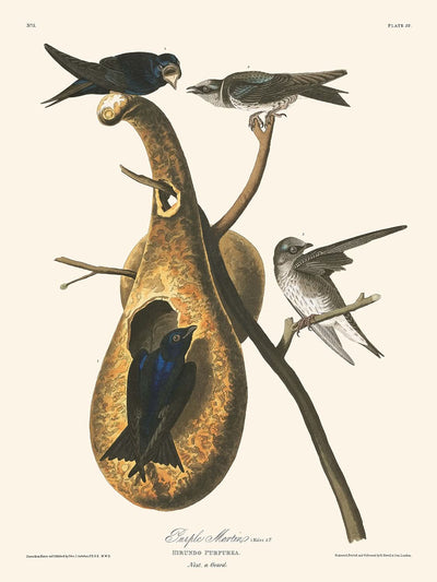 Purple Martin by John James Audubon, 1827