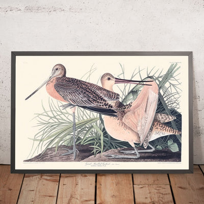 Great Marbled Godwit by John James Audubon, 1827