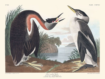 Grèbe jougris par John James Audubon, 1827