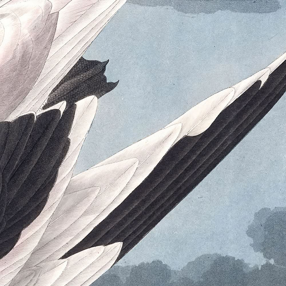 Tropikvogel von John James Audubon, 1827