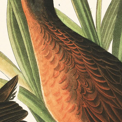 Rascón de Virginia, por John James Audubon, 1827