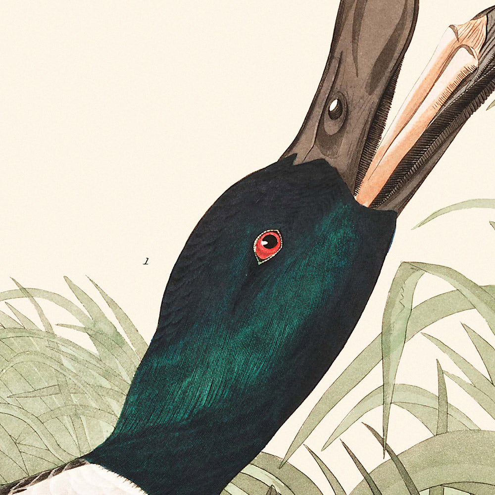 Shoveller Duck by John James Audubon, 1827